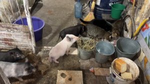 Саня Новиков/Без выходных. Заболел, но хозяйство ждать не будет.