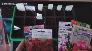 Посеяла просроченые семена цветов. Не выбрасывать же. Купила грунт.