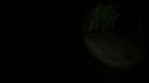 Охота на ондатру. Постановка на яблоко у норы.