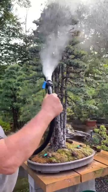 Садовник из Канады посвятил свою жизнь бонсаю и за 50 лет вырастил свой мини-лес