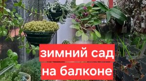 зимний сад на балконе || обзор растений в московской квартире || 10.12.2025г