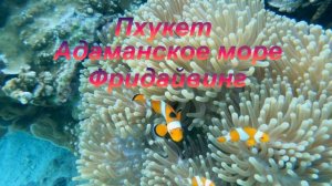 Пхукет февраль 2024. Подводный мир. Фридайвинг. Релакс видео. Часть 2.