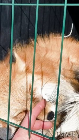 лисичка #уралиса