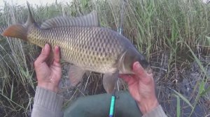 ЛОВЛЯ КАРПА в ПОЛНОЛУНИЕ