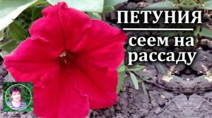 Как посеять петунию на рассаду Покажу все шаг за щагом
