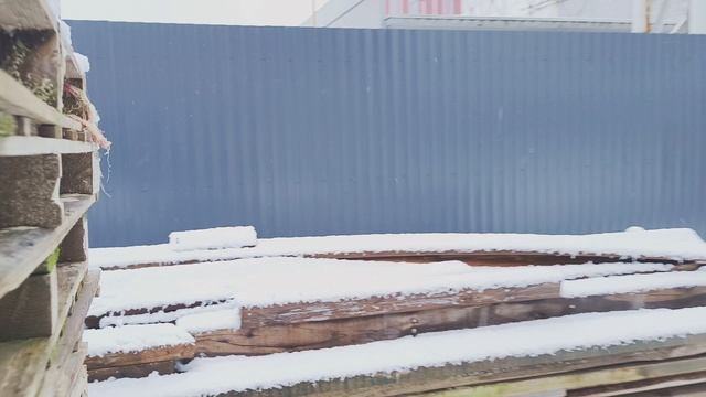 Преследую ворону смотреть онлайн