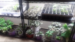 22.02.2026 Планы на посевы, перестановки на полках, готовлюсь к перевалке перца.