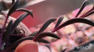 Обзор суккулентов с названиями. 22 февраля 2026