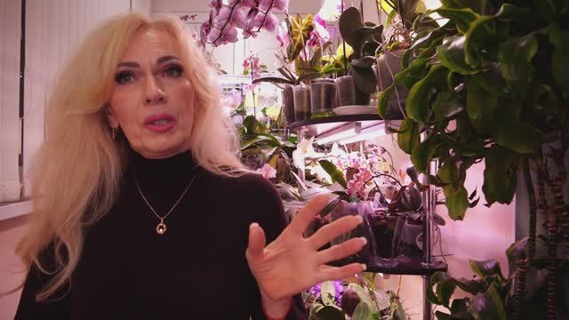 Какую орхидею прихватила с собой после обзора. Обработка новой. смотреть онлайн