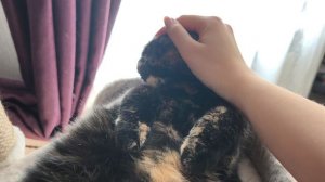 балеринистая Нюша🥰🩰