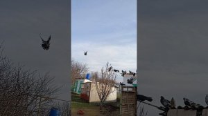 продаются голуби, Ростовская область Сальский р-н Андрей (89895013708)