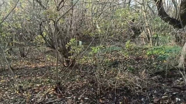 10 ноября 2023г.Мой дом.Продолжаю расчищать участок. смотреть онлайн