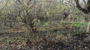 10 ноября 2023г.Мой дом.Продолжаю расчищать участок.