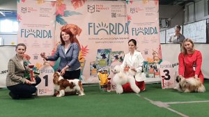 14.02.2026, СПб. Клуб "АССАМБЛЕЯ". Выставка САС 9 группы FCI