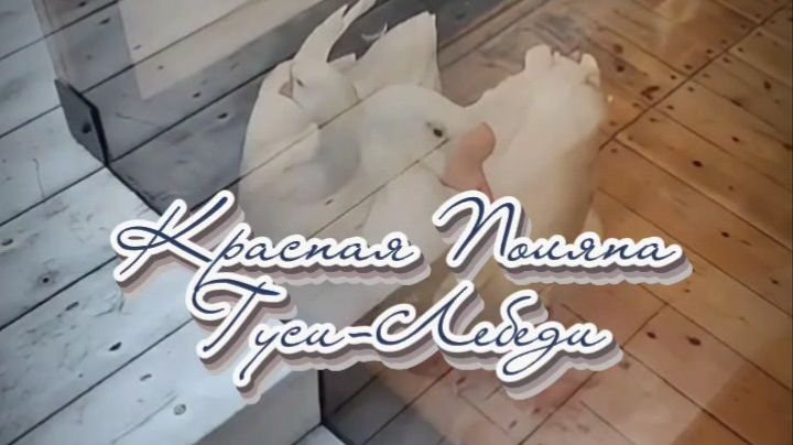 #Сочи_Красная_поляна #контактный_зоопарк #гуси_лебеди