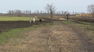 Щенки Роси и Дреда 3мес, 19 дней 22.02.2026г