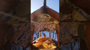 1000010346.mp4Жизнь кормушки.22.02.2026г.