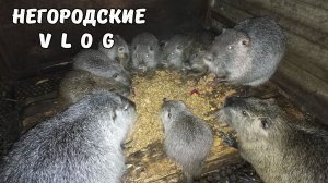Клетки опустели. Немного грустно...18.02.26