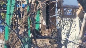 с Прощеным Воскресеньем!