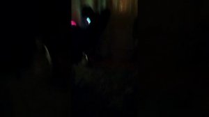 5 ночей с котом