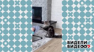 Усатый нянь. Видели видео? Фрагмент выпуска от 22.02.2026