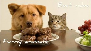 Смешные и забавные животные 😻😺 Лучшие приколы с животными 🐶 Подборка забавных животных