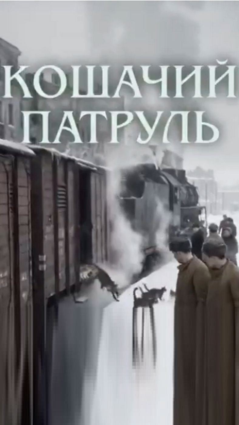 Кошачий патруль