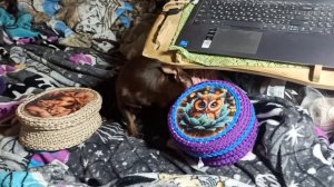 #продаю_чихуахуа_гарантия_здоровья , веса, размера Царёк #купить_щенка_продаю_чихуахуа +79215950848