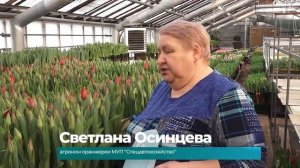 (20.02.2026) 30 тысяч тюльпанов вырастили в теплицах городской оранжереи