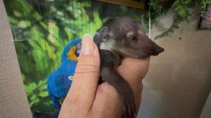 Кошка МонаЛиза молодец, она хоть и загуляла, но пришла сама кормить котят и носушат)))