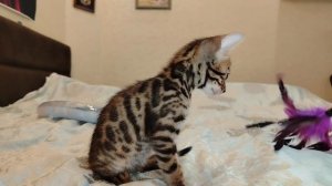 Джулианна Алис-Бриллиант 1,5 мес.