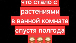 растения в ванной комнате || обзор растений в ванной спустя полгода || фитостена в ванной комнате