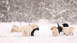 IIRISLAV помет "С" - 14.12.2025