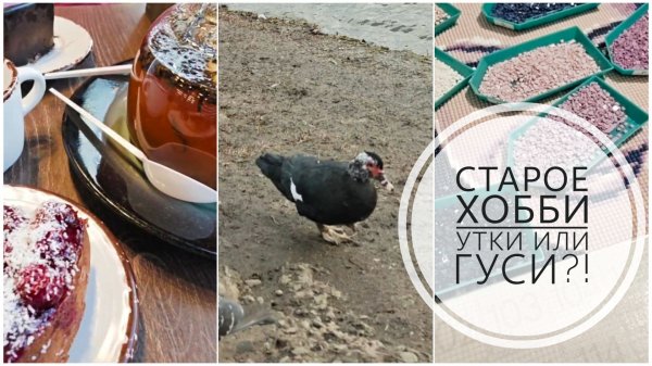 47/26. Утки или гуси?! // Любимая пекарня // Готова к новому собеседованию // Mariya VD LIFE.