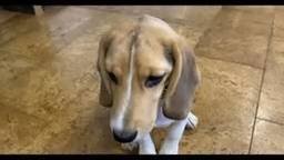 тестируем новый доберман-альфа 6.35