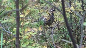 BULT:Hunting simulator