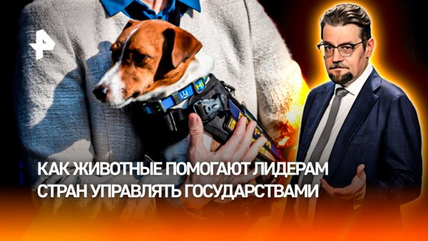 Генсек НАТО рассказал о "содержательном разговоре" с собакой / ДОБРОВЭФИРЕ