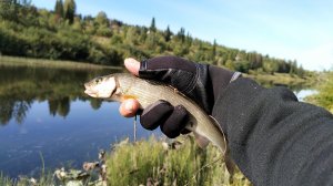 Микроджиг или разнесенные оснастки?