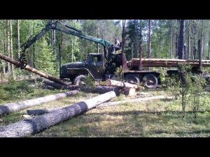 Изобретение ЧЁРНЫХ ЛЕСОРУБОВ Загрузка леса с пасеки