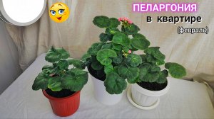 ПЕЛАРГОНИЯ в феврале в КВАРТИРЕ.