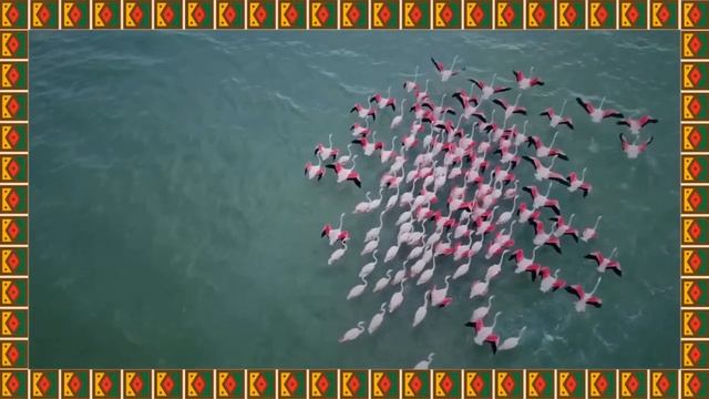 Удивительные животные - Познавательное видео - Для детей смотреть онлайн