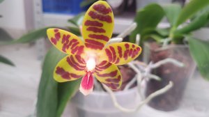 Немного новых роспусков. Делюсь рецептом вкусного салата.