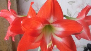 Мои Амариллисы готовятся к цветению