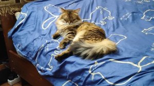 Кот Рокс Спит