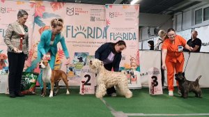 14.02.2026, СПб. Клуб "АССАМБЛЕЯ". Выставка САС 3 группы FCI