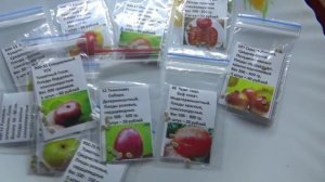 ПОСЕВЫ 2026-24. Какие семена томатов лучше сеять – урожая 2025 года или 2024 и старше.