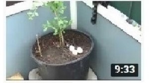 Биоинженерия  Гнездостроение