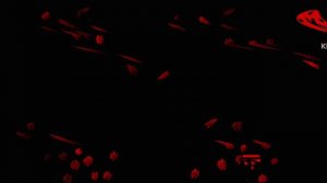 Спокойной ночи малыши in G Major 3