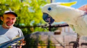 Мы пришли проведать  КАК УСТРОИЛИСЬ Кира с Жориком в новом вольере,птицы с радостью спустились к нам