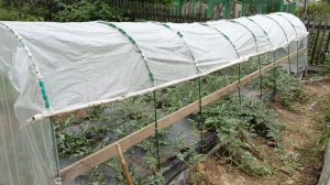 Арбузы в ыращивание в высокой шиферной грядке -2025г.